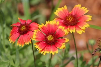 Close-up of gaillardias blooming outdoors