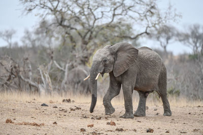 Elephant in a field