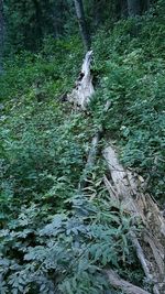 Plants growing in forest