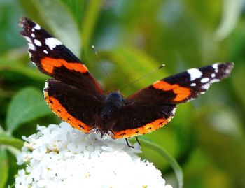 Close-up of butterfly pollinating on flower