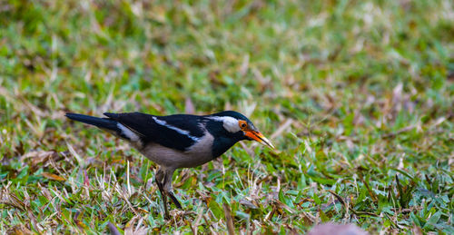 Close-up of bird on field