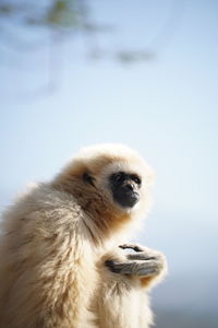 Close-up of gibbon sitting looking away