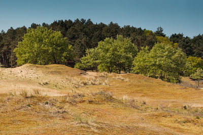 Trees on field against clear sky