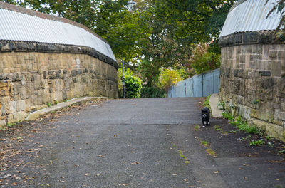 Cat on road amidst retaining walls in town