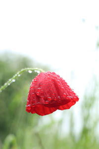 Close-up of wet red rose leaf