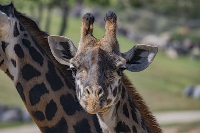 Adult female giraffe pauses in her walk with her mate to look at the camera