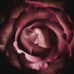 Close-up of fresh rose blooming outdoors