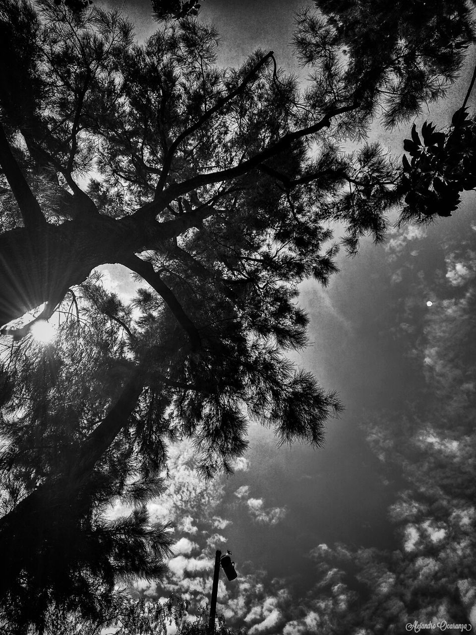 LOW ANGLE VIEW OF TREE