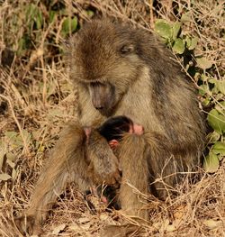 Portrait of a monkey