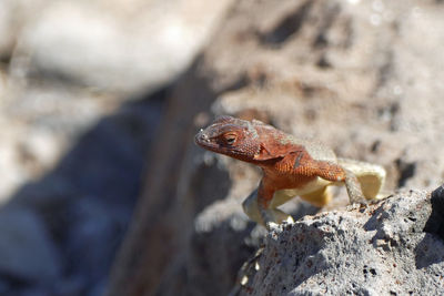 Close-up of chameleon on rock