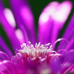 Close-up of pink flower blooming outdoors