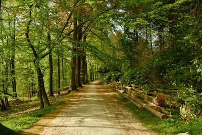 Footpath amidst trees in forest