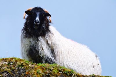 Sheep against clear sky