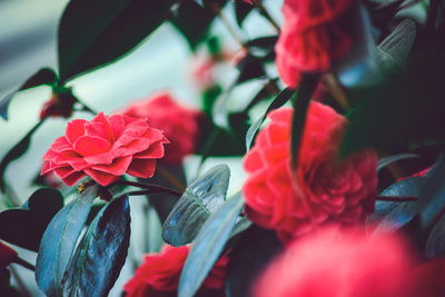 Close-up of red flowers