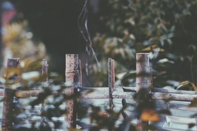 Close-up of rusty metal fence against trees