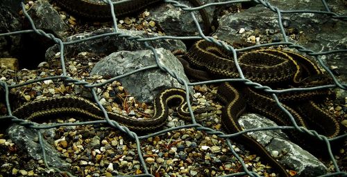 Close-up of snake nest