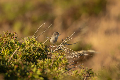 View of bird perching on branch