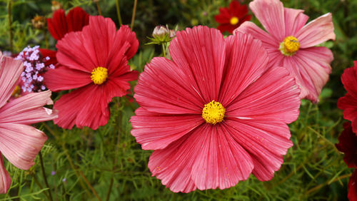 Close-up of fresh pink flowers blooming outdoors