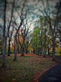 Trees in park during autumn