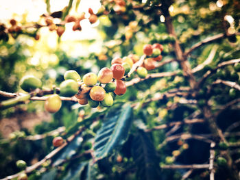Low angle view of fruits growing on tree