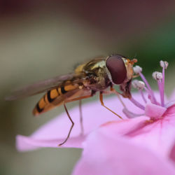 Close-up of insect on pink flower