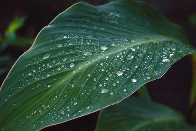 Close-up of water drops on leaf