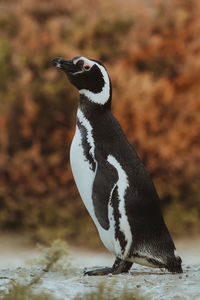 Magellanic penguin in patagonia.