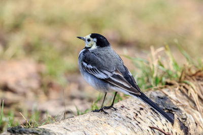 A pied wagtail