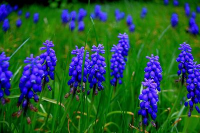 Close-up of purple flowers blooming on field