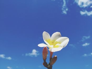 Close-up of white flower against blue sky