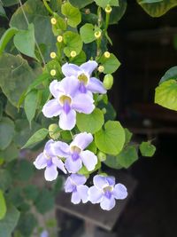 Close-up of purple flowering plant