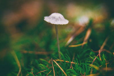 Close-up of mushroom growing on field