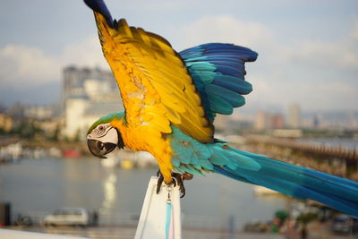 Macaw perching on railing against sky