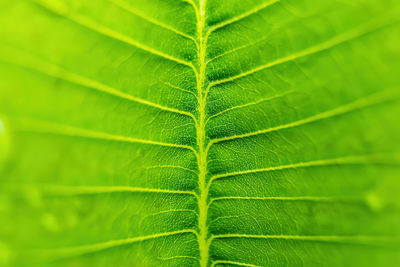 Close-up of green leaves