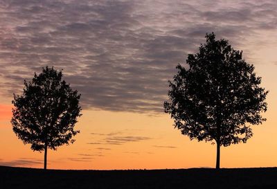 Silhouette of trees on field at sunset