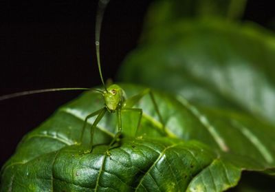 Close-up of insect on plant