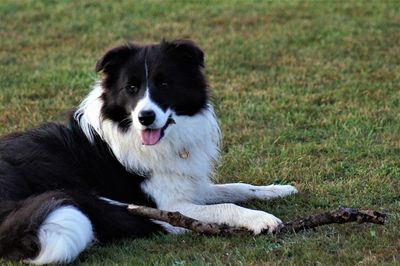 Portrait of dog on field