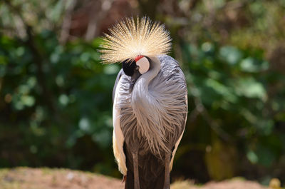 Close-up of grey crowned crane