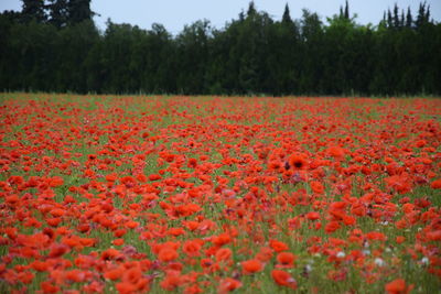 Scenic view of red flowering trees on field