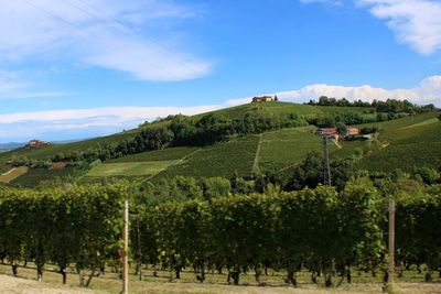 Panoramic shot of trees and vineyard on field against sky