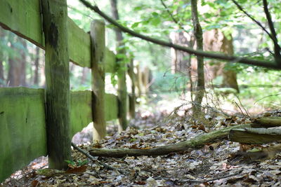 Close-up of plants growing on land in forest