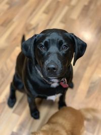 Close-up portrait of black dog sitting on floor