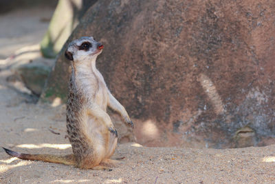 Meerkat standing on field