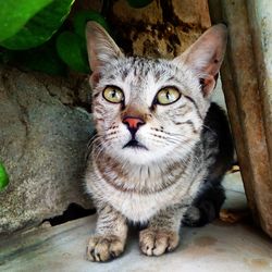 Close-up portrait of cat