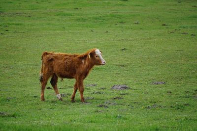 Cow standing on field