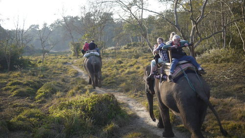 View of people riding elephant at safari on field