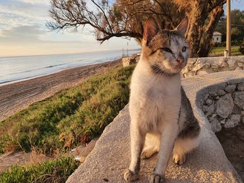 Full length of a cat looking away