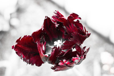 Close-up of red flowering plant during winter