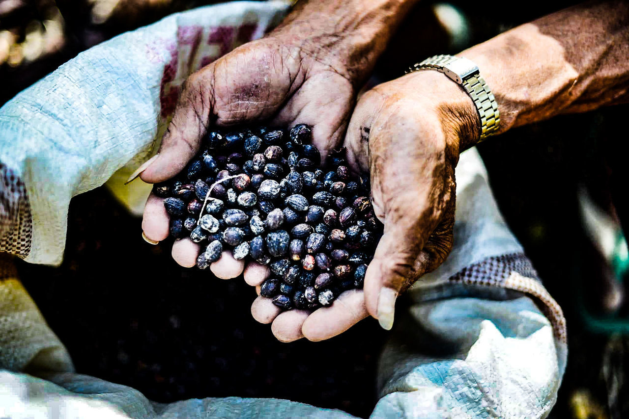 human hand, hand, food and drink, food, healthy eating, freshness, fruit, human body part, one person, wellbeing, real people, holding, close-up, day, men, focus on foreground, abundance, high angle view, berry fruit, outdoors, finger, ripe, hands cupped, winemaking