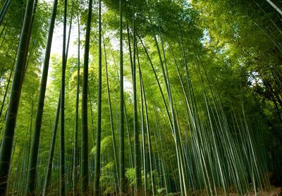 Low angle view of trees in forest